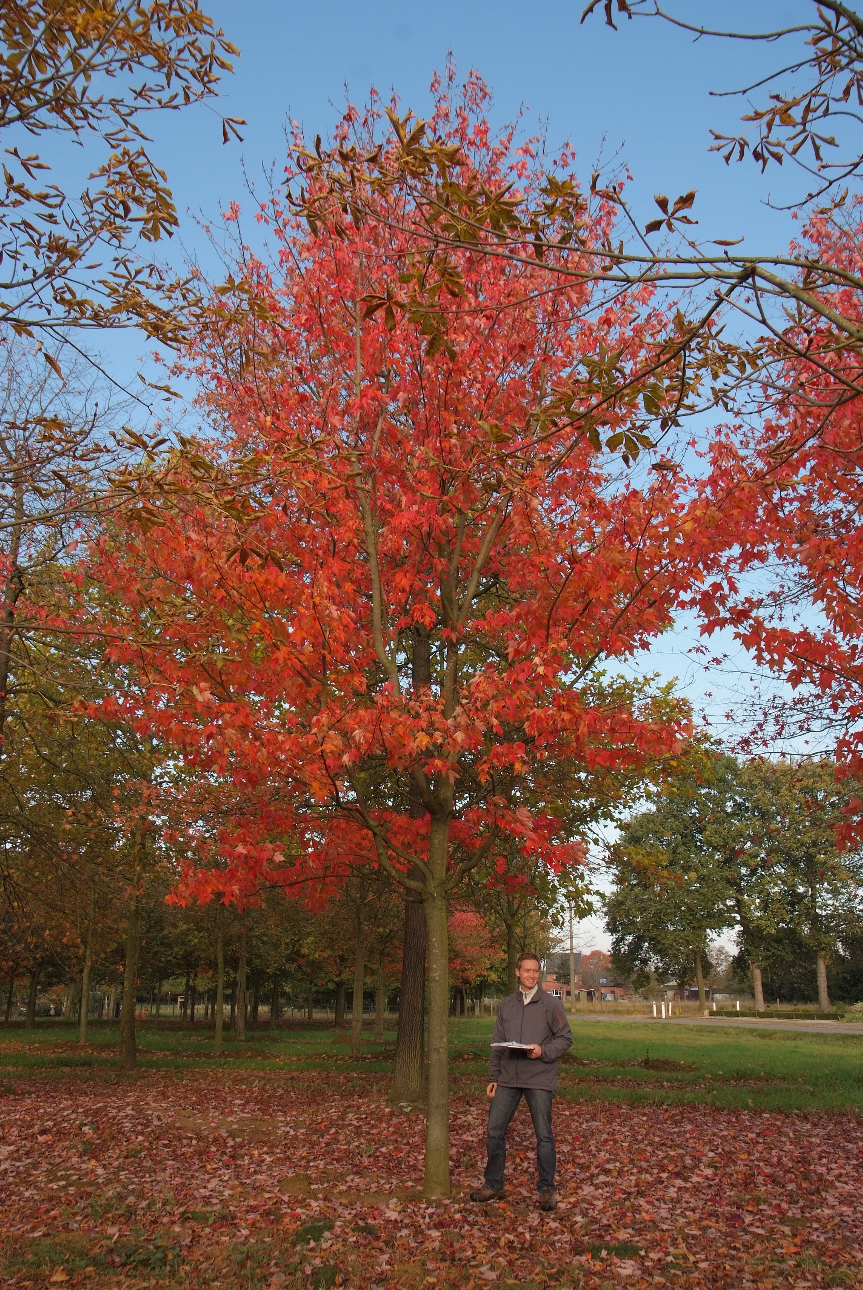 ცაცხვი - რუბრუმ მორგანი 